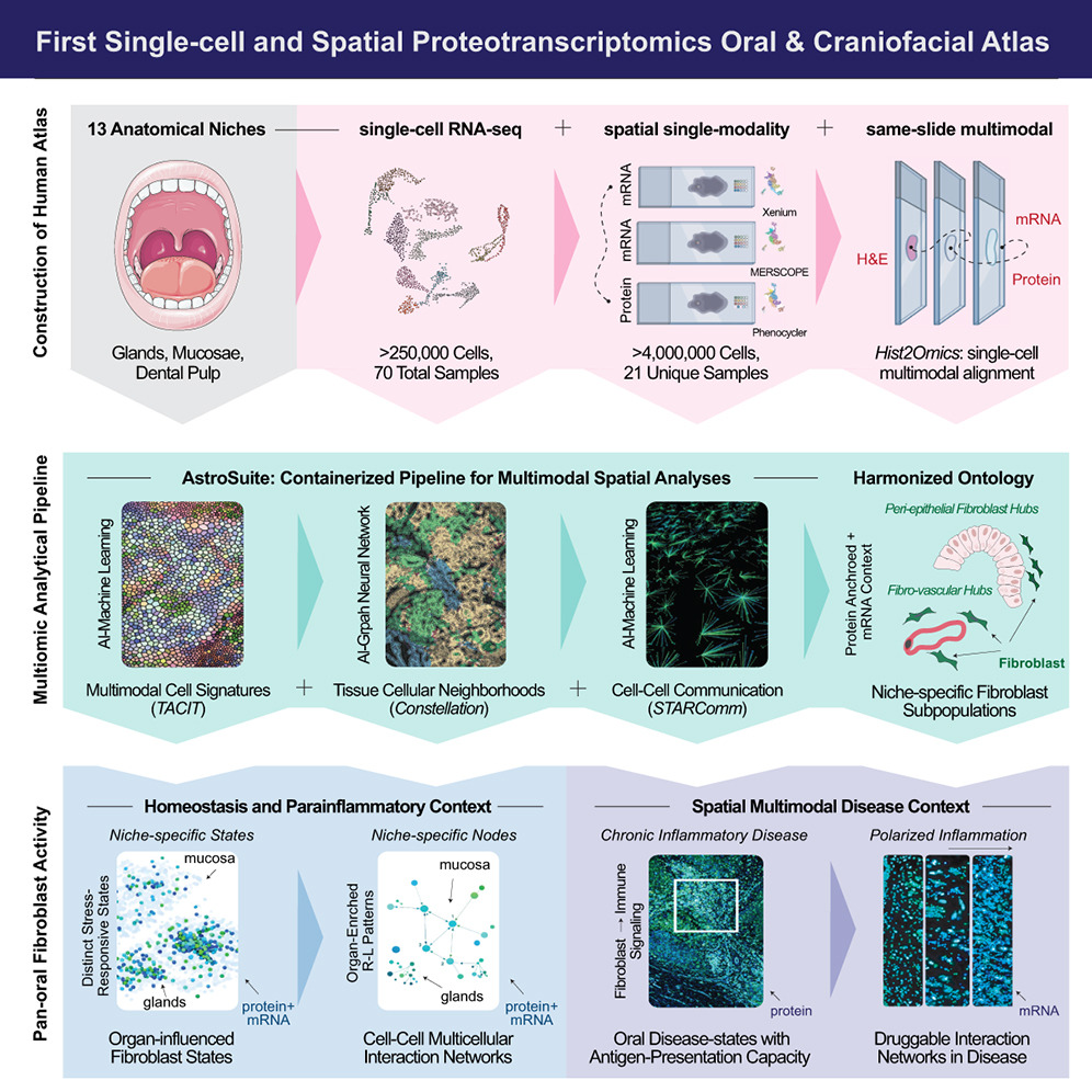 Research figure from An integrated single-cell and spatial proteotranscriptomics atlas of fibroblast-driven immunoregulation within the human adult oral cavity